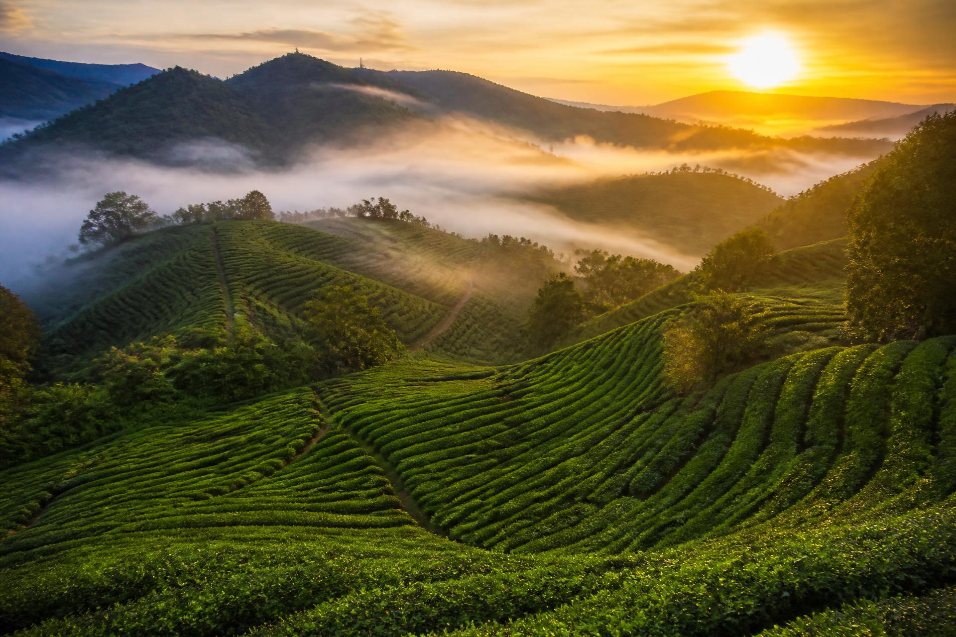 Cameron Highlands tea terraces at sunrise